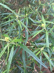 Ozothamnus ferrugineus