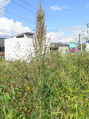 Artemisia selengensis