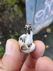 Psathyrellaceae