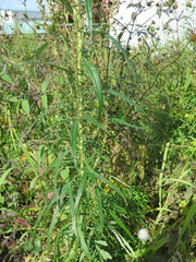 Artemisia selengensis