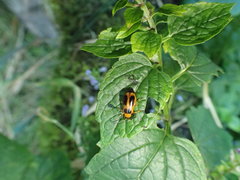 Phyllobrotica decorata