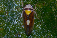 Eutettix pictus
