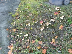 Agaricales