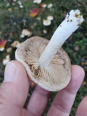 Agaricales