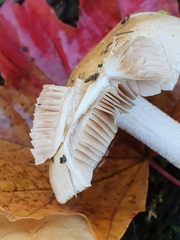 Agaricales