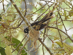 Rhipidura albiscapa alisteri