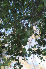 Populus simonii