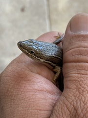 Heremites vittatus