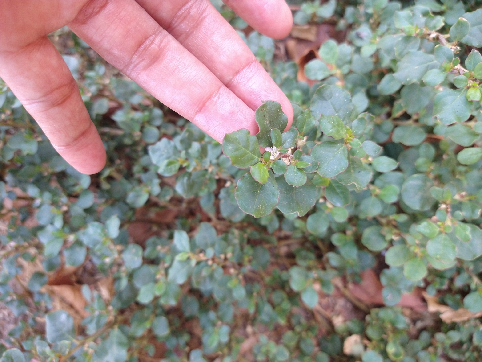 Trianthema portulacastrum