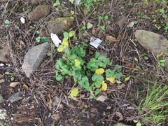 Ligusticum scothicum hultenii