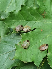 Palomena prasina