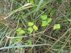 Ligusticum scothicum hultenii