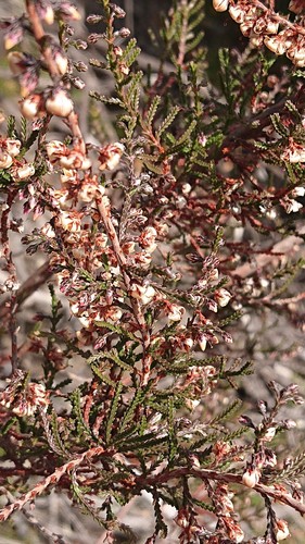 Avistamiento Calluna vulgaris