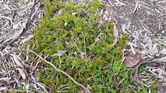 Dodonaea procumbens