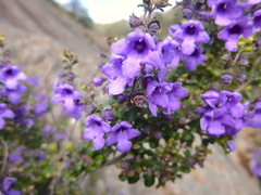 Prostanthera rotundifolia