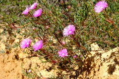 Lampranthus densifolius