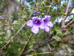 Prostanthera rotundifolia