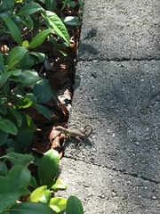 Leiocephalus carinatus