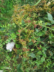 Cuscuta japonica