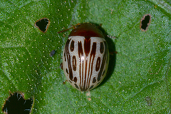 Zygogramma heterothecae