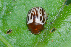 Zygogramma heterothecae