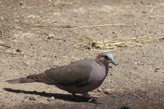 Streptopelia semitorquata