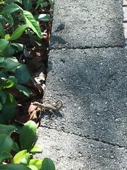 Leiocephalus carinatus