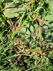 Persicaria tomentosa