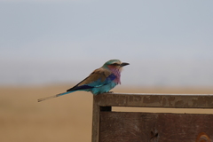 Coracias caudatus