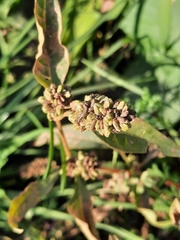 Persicaria tomentosa