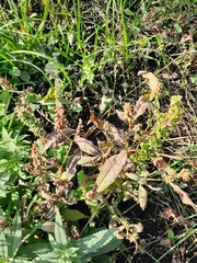 Persicaria tomentosa