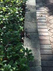 Leiocephalus carinatus