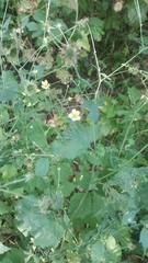 Geum × catlingii