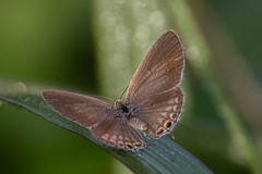 Euchrysops cnejus cnejus
