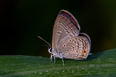 Euchrysops cnejus