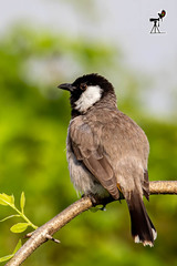 Pycnonotus leucotis