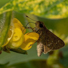 Pelopidas