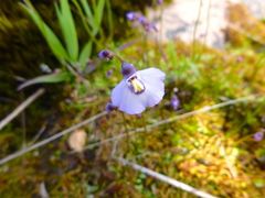 Utricularia grampiana