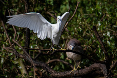 Egretta garzetta