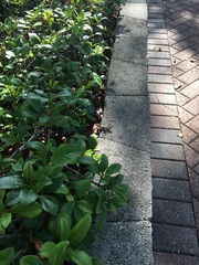 Leiocephalus carinatus