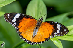 Hypolimnas misippus