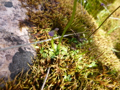 Utricularia grampiana