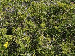 Heliophila linearis linearis