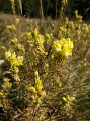 Linaria