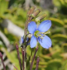 Heliophila linearis linearis