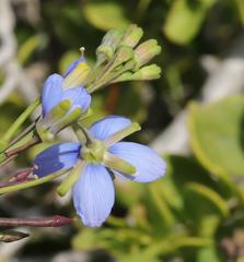 Heliophila linearis linearis