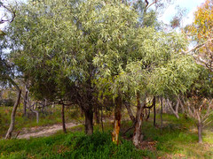 Santalum
