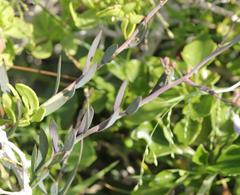 Heliophila linearis linearis