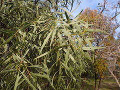 Santalum