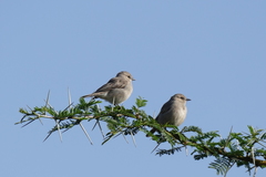 Bradornis microrhynchus
